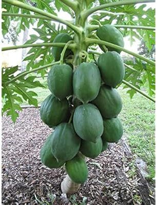 BDSresolve Red lady papaya f1 hybrid seeds Seed(20 per packet)