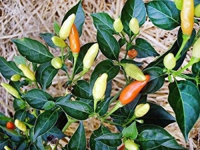 Qualtivate ICRA-7A Red Chilli Tabasco Hot Pepper Chilli Spicy Seed(300 per packet)