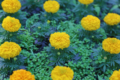 SAVRANA SHAKTI marigold,gende ka phool seeds Seed(21 per packet)