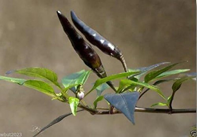 Qualtivate PUA-6A Vietnamese Devil pepper - SmallBlack Seed(300 per packet)