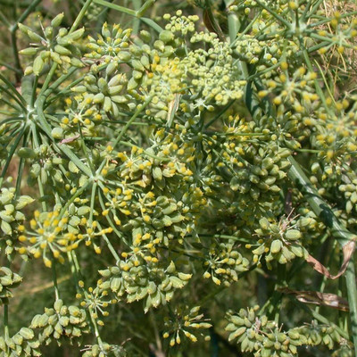 VibeX ® VXI-21 Common Fennel (Foeniculum vulgare) Seed(500 per packet)