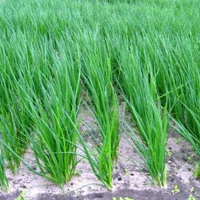 WILLVINE VMR -XIII Vegetable Garden Spring Onions [100g] Seed(300 per packet)