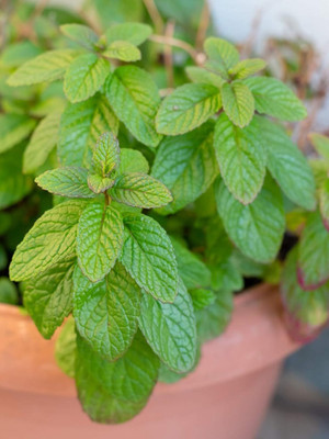 Qualtivate RES-3A Spearmint (Mentha spicata) Seed(200 per packet)