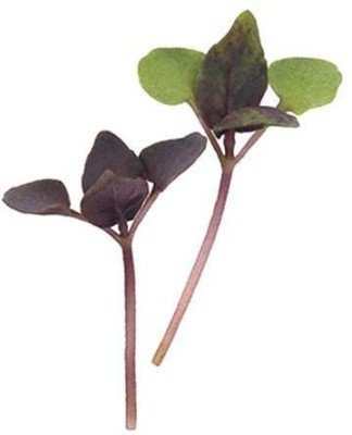 CYBEXIS BASIL PURPLE MICROGREEN SEEDS1000 Seeds Seed(1000 per packet)