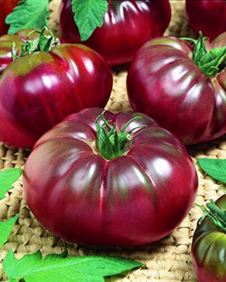 LPR TOMATOO,TAMATARR Seed(50 per packet)