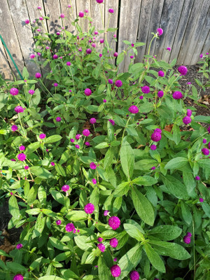 XOLDA Exotic gomphrena Seed(32 per packet)