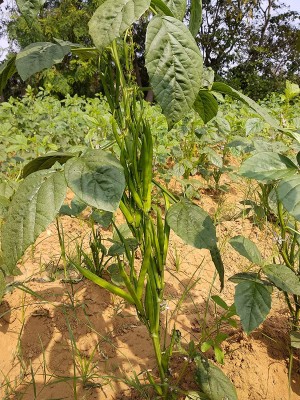 CHILLATAI Seeniyavaraka / Kothamara / Cluster Bean Seed(50 per packet)