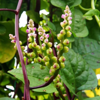 VibeX NDIR-17 - Malabar Spinach - (250 Seeds) Seed(250 per packet)