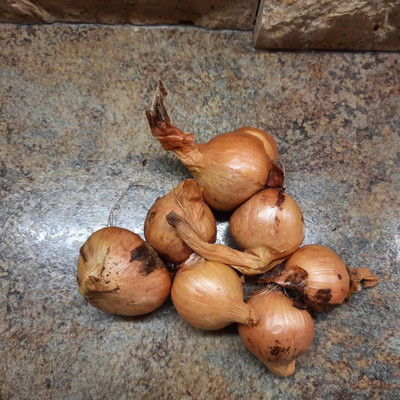 Quentova Yellow Potato Onions-VOX-4T Seed(250 per packet)