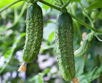 LPR CUCUMBER ,KHIRA Seed(20 per packet)