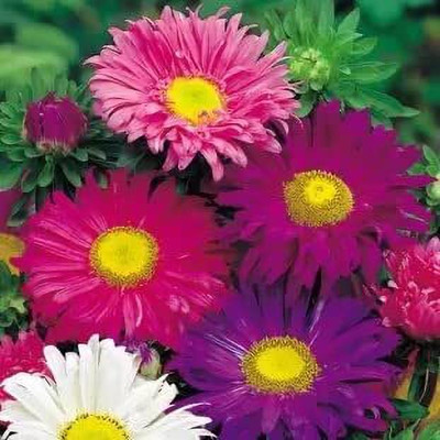 Aywal Aster Hybrid Flower Seed(10 per packet)