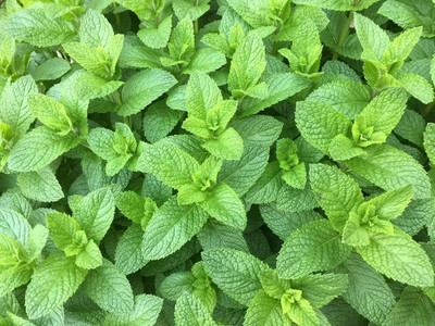 Qualtivate XXX-7A Spearmint for Planting Seed(200 per packet)