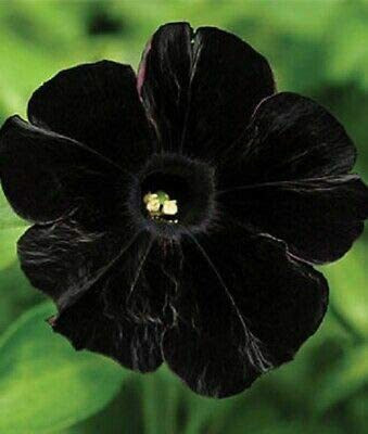 CYBEXIS XLL-35 - Black Petunia - (60 Seeds) Seed(60 per packet)