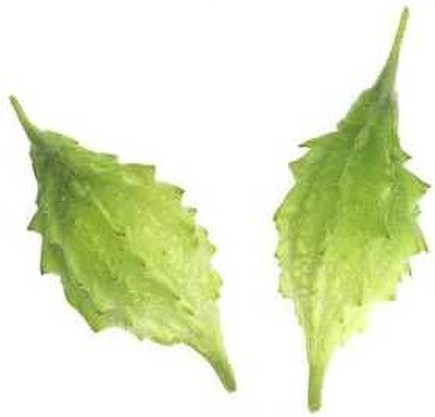 XOLDAA F1 BEST QUALITY BITTER GOURD SEEDS Seed(26 per packet)