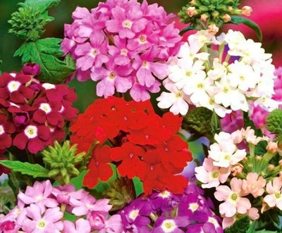 Aywal F1 Nana Vinca Black Purple Flower Seed(80 per packet)