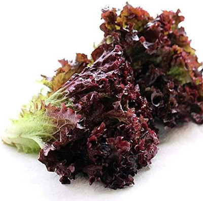 KNESSiN Red Lettuce Seed(1250 per packet)
