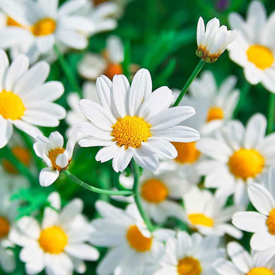 CYBEXIS PAU-28 - Chamomile German - (750 Seeds) Seed(750 per packet)