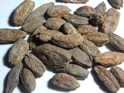 Urancia Samudraphal Indian Oak Tree Barringtonia Acutangula 100gm for Pooja Seed(1 per packet)