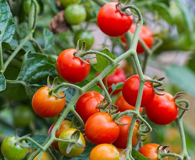 seedagro tomato Seed(70 per packet)