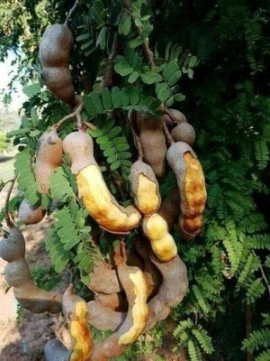 Aywal Meethi Imli ( Tamarind) Seed(3 g)
