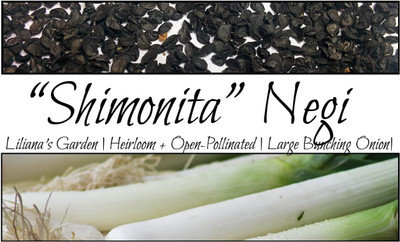 Qualtivate PUA-9A “Shimonita” Bunching Onion – Royal Negi Seed(500 per packet)