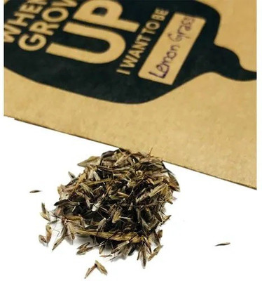 CYBEXIS LX-81 - Lemongrass Cymbopogon Flexuosus - (2250 Seeds) Seed(2250 per packet)