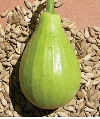 KNESSiN Desi Bottle Gourd/Lauki Round Seeds-[25gm] Seed(100 per packet)