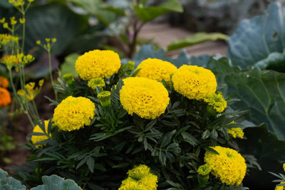 ginnienterpris marigold/gende ka phool flower seeds Seed(50 per packet)