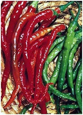 KNESSiN Cayenne Chilli Pepper Seed(1250 per packet)