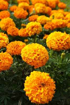 GardenHobby marigold/gende ka phool flower seeds Seed(75 per packet)
