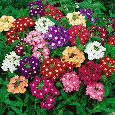 TRICONE Verbena Flower Seeds Multi Colour, for Home Gardening 150 Seeds A8 Seed(150 per packet)