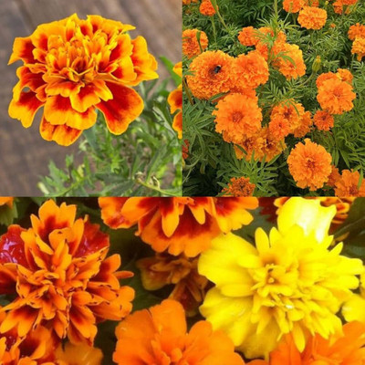 AMAJIT Marigold flower seeds Home Gerdening,Genda mix flower seeds Seed(60 per packet)