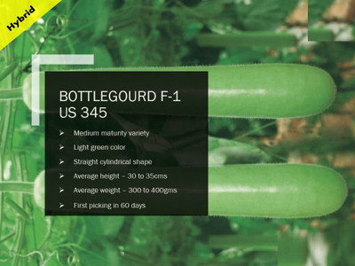 CYBEXIS BOTTLEGOURD F-1 PUAS 345 SEEDS(100 Seeds) Seed(100 per packet)
