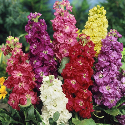 Aywal Stock Brompton Mixed Seed(50 per packet)