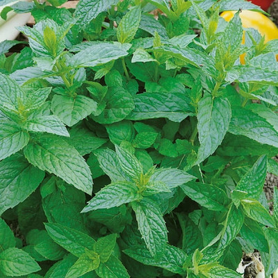 FOURGANIC Peppermint Mentha pipertia Seed(250 per packet)
