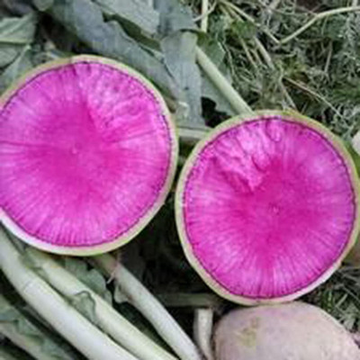 CYBEXIS Edible Non-GMO Vegetable Radish Seeds 2400 Seeds Seed(2400 per packet)