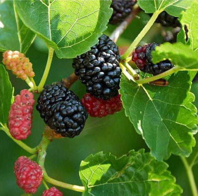Oliver mulberry(shahatoot) Seed(95 per packet)