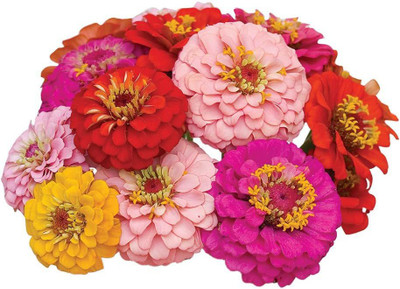VibeX GUA-49 - Oklahoma Zinnia - (270 Seeds) Seed(270 per packet)