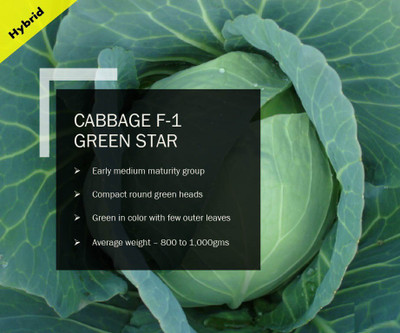 CYBEXIS CABBAGE F-1 GREEN STAR SEEDS(2500 Seeds) Seed(2500 per packet)