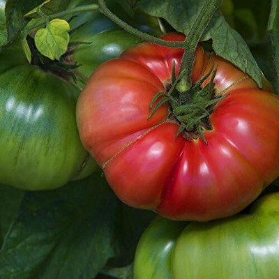 Qualtivate PUA-3A Prudens Purple Tomato Seed(300 per packet)