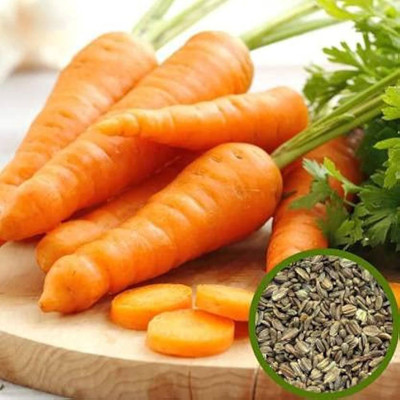 BDSresolve Carrot seeds for planting PACK OF 82 Seed(82 per packet)