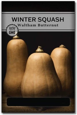 Biosnyg QIQ-33 Waltham Butternut Winter Squash Seed-[100 Seeds] Seed(100 per packet)