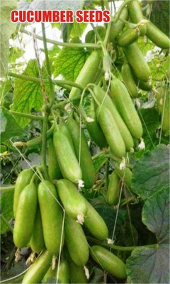 HYBRID KGP cucumber seeds highest yield variety early fruiting long time harvesting Seed(1 per packet)