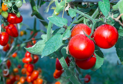 Rolimoli tomato Seed(155 per packet)