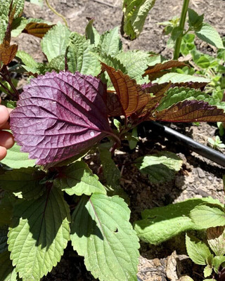 Qualtivate GBPUT-81 Kaori Ao Shiso Perilla Seeds Seed(300 per packet)