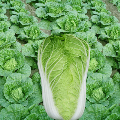 CYBEXIS Vegetables Chinese Cabbage Seeds Rapeseed Seeds2000 Seeds Seed(2000 per packet)