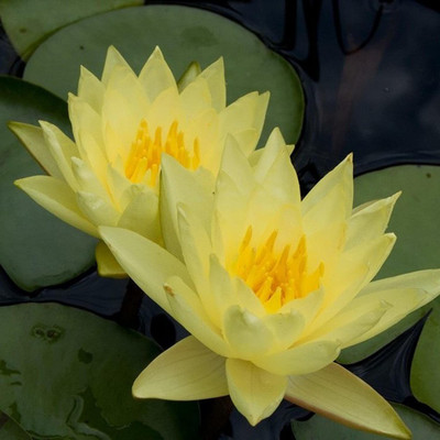 VibeX ® XLR-332 Yellow Lotus Water Lily Flower Seeds Seed(25 per packet)