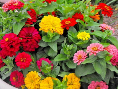 UGRA GIANT CALIFORNIA ZINNIA MIX Seed(5 per packet)