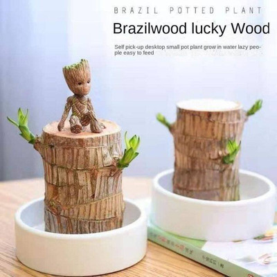 Cloud Farm Mini Brazalian wood Seed(1 per packet)