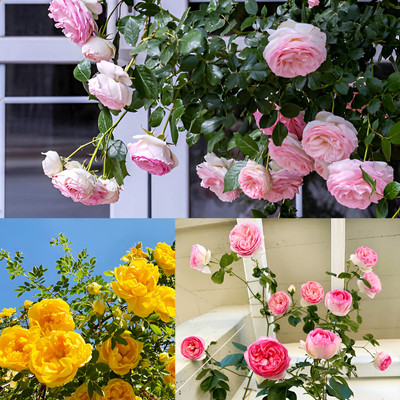 N.G.M. AGROCARE N.G.M. AGROCARE Imported Hybrid Climbing Rose Flower Mix Seeds Year-Round Blooms Seed(100 per packet)